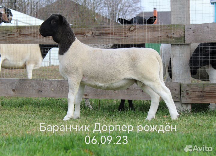Дорпер ярки и баранчик