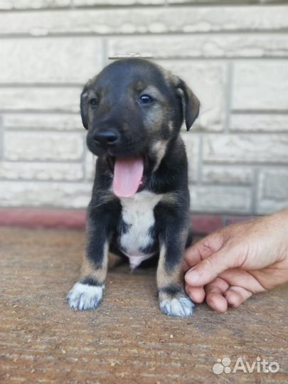 Щеночки метисы в дар, с доставкой