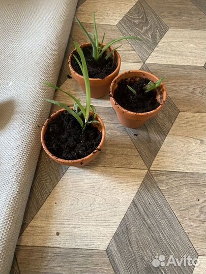 Алоэ древовидное