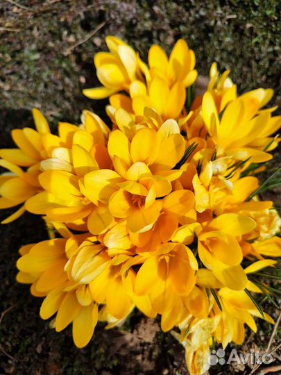 Флокс растопыренный, каменоломка