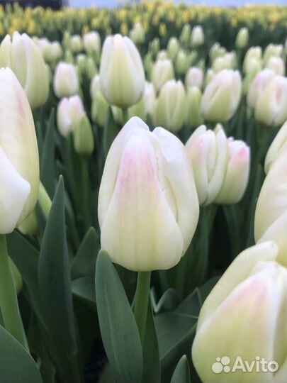 Тюльпаны оптом сорт инез