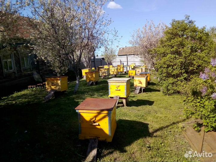 Продам пчелосемьи