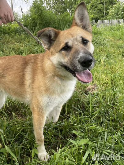 Небольшая собака ищет дом