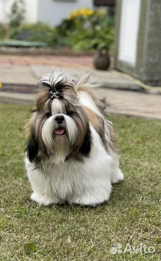 Щенки ши-тцу