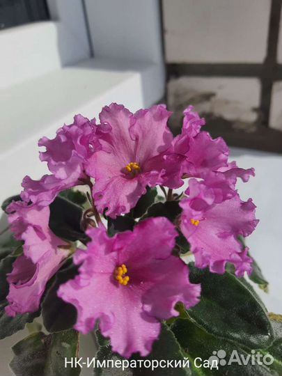 Сортовые фиалки