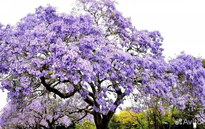 Семена деревьев, кустарников