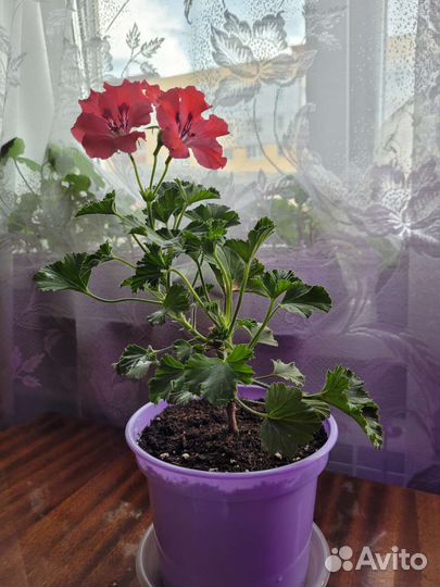 Королевская пеларгония Elegance Femke