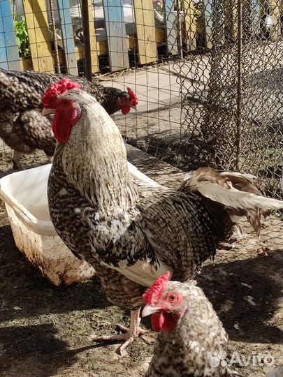 Петух молодой