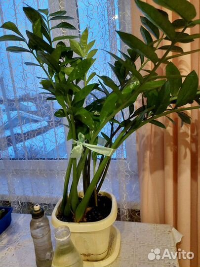 Замиокулькас