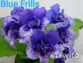 Стрептокарпусы сортовые