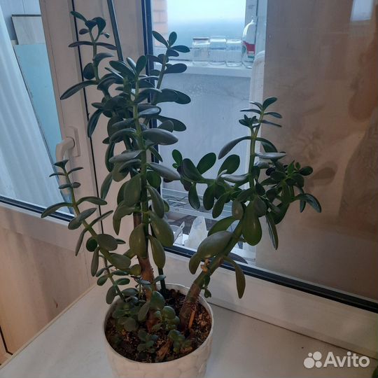 Толстянка/денежное дерево
