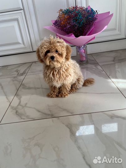 Мальтипу ф1 корейский мальчик Baby Face