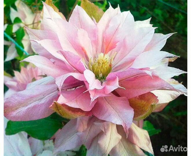 Саженцы клематиса