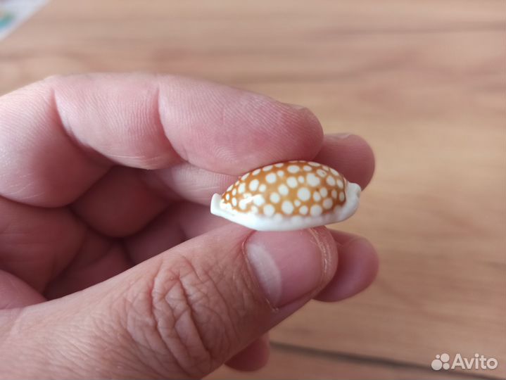 Морская раковина