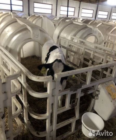 Бычки. Телята