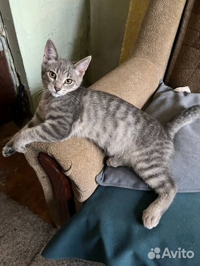 Отдам кошку