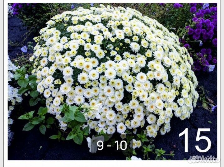 Мультифлора хризантема