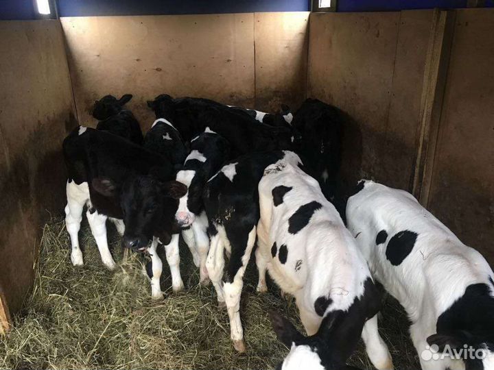 Бычки телята