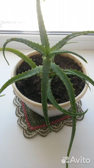 Алоэ лечебный