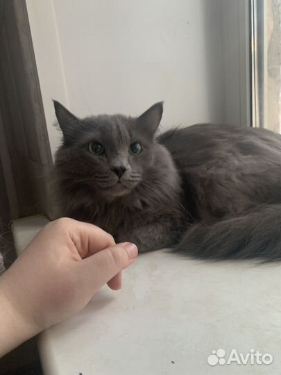 В течение недели Отдам кота в добрые руки