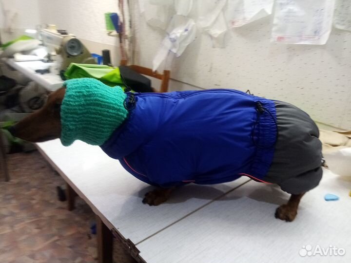 Одежда для собак