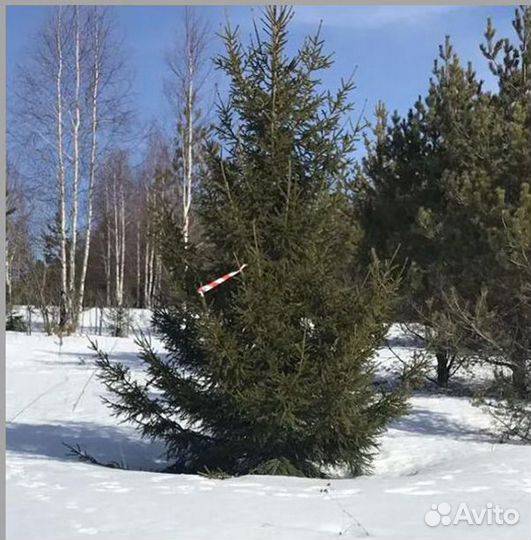 Елка Ель Сосна оптом