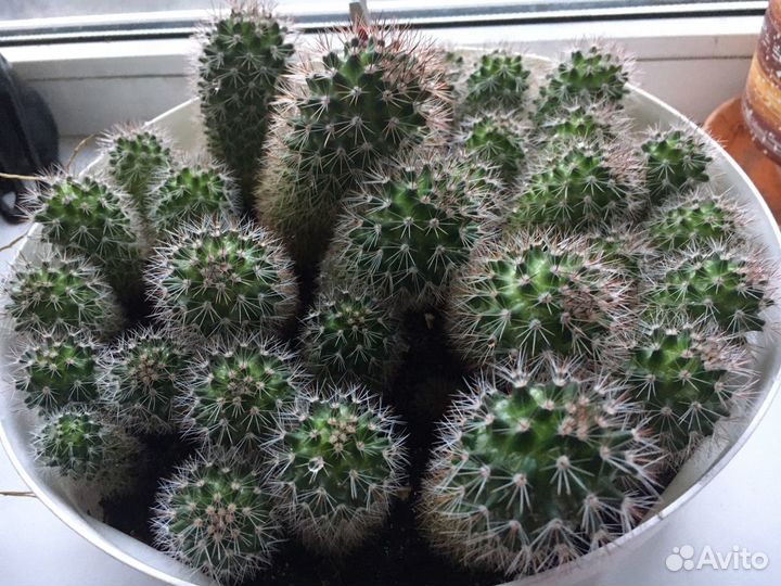 Кактусы вместе с кашпо