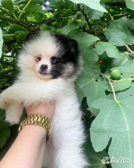 Шпиц девочка триколор