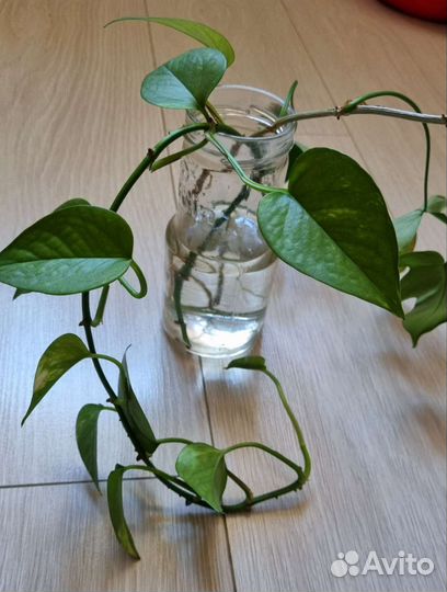 Цветы домашние