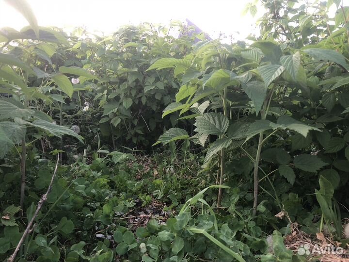 Свежая малина