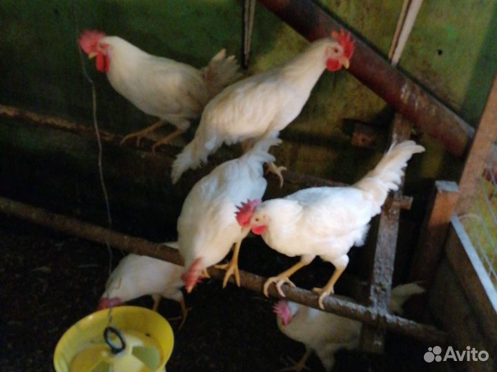 Молодые петухи