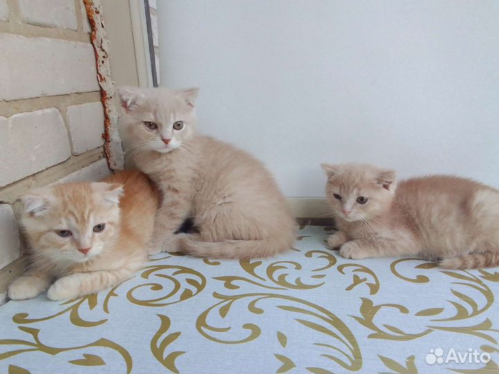 Рыжие вислоухие котята