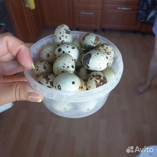 Яйца перепелиный и куриные домашние