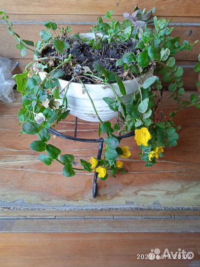 Многолетник стелющийся - монеточник