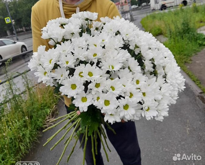 25 белых хризантем