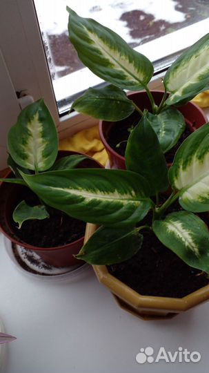 Диффенбахия