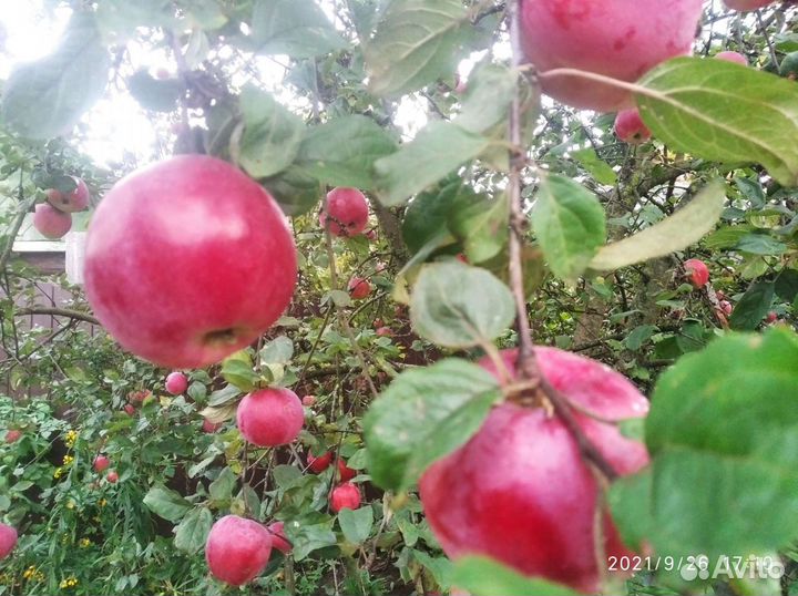 Яблоки звездочка