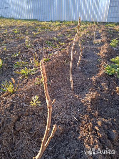 Грецкий орех саженцы