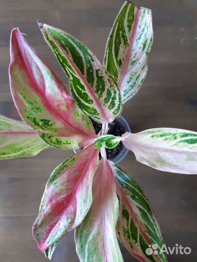Аглаонемы сортовые