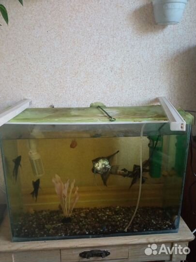 Улитки ампулярии