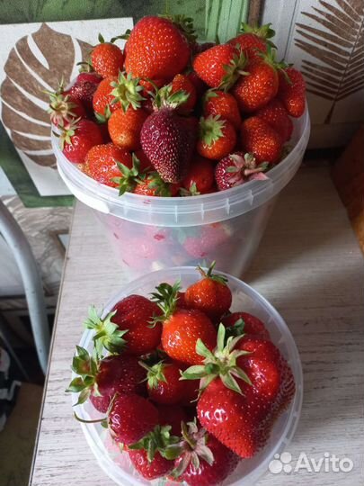 Рассада клубники