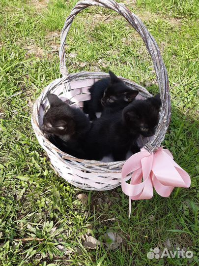 Чёрные котята котики