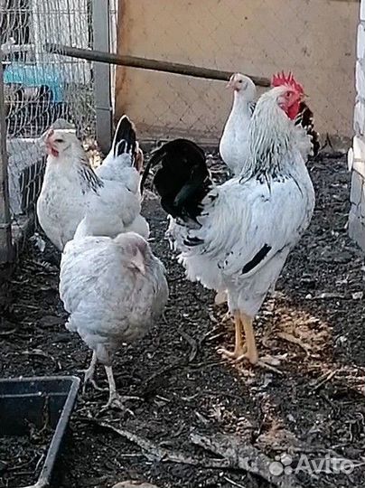 Петушок 5 месяцев, кросс доминант на племя