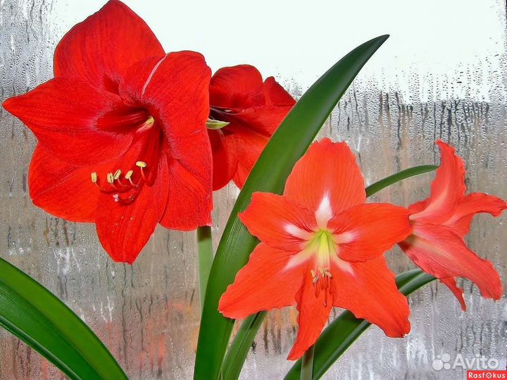 Гиппиаструм