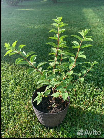 Гортензия вимс ред