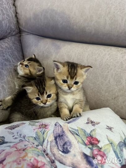 Британские котята