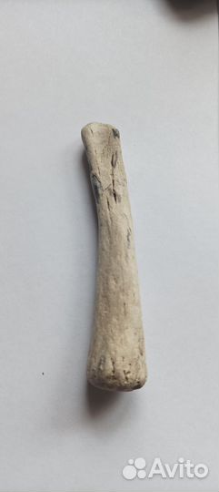 Фрагменты Цетотерия