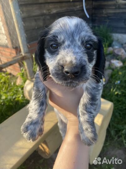 Щенки Русского Охотничьего Спаниеля