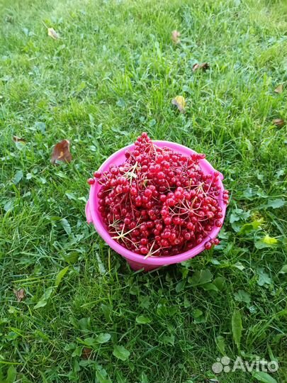 Продам калина красная, боярышник садовый