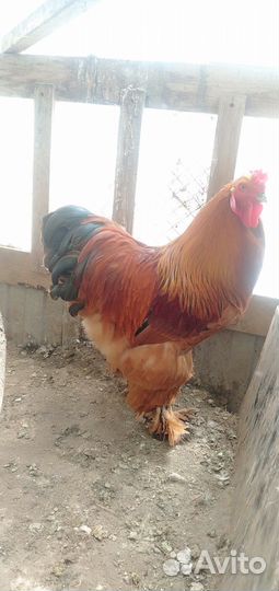 Петух породы Брама